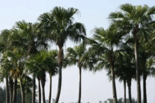 palm-trees-in-odisha