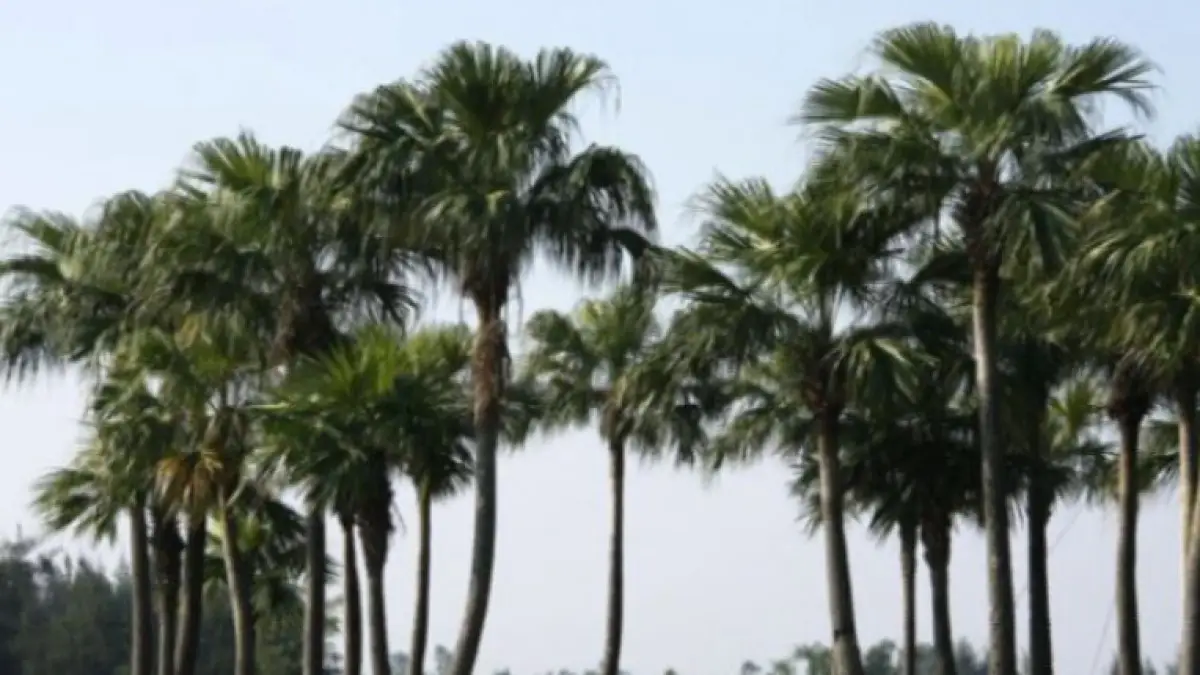 palm-trees-in-odisha